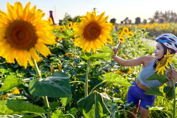 Sunflower Spectacle Lights Up Shanghai Suburbs 🌻✨ Sunflower_Spectacle_Lights_Up_Shanghai_Suburbs___