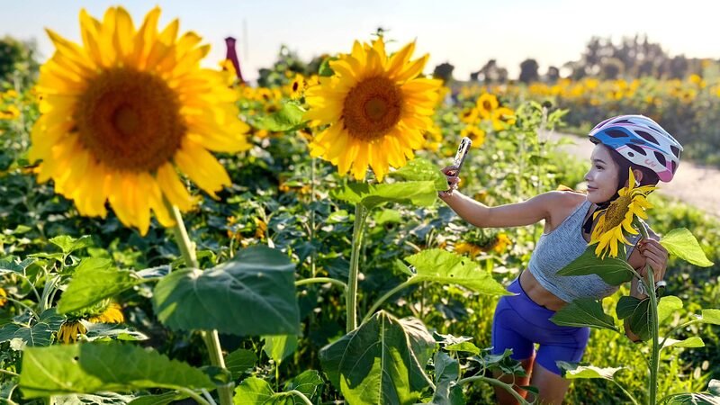 Sunflower_Spectacle_Lights_Up_Shanghai_Suburbs___ - 🌍NewspaperAmigo – Your Global News Buddy 🗞️ Sunflower_Spectacle_Lights_Up_Shanghai_Suburbs___