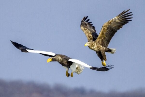Sunny Days Bring Majestic Eagles to Jingxin Wetland 🦅☀️ Sunny_Days_Bring_Majestic_Eagles_to_Jingxin_Wetland____