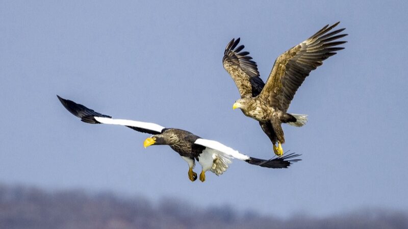 Sunny_Days_Bring_Majestic_Eagles_to_Jingxin_Wetland____