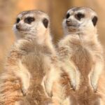 Sunny_Days_for_Qingdao_Zoo_s_Meerkats_and_Lemurs____