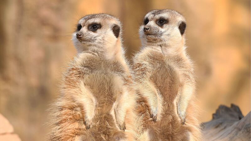 Sunny_Days_for_Qingdao_Zoo_s_Meerkats_and_Lemurs____