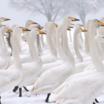 Swan_Snow_Spectacle_Lights_Up_Yellow_River_Wetlands____ video poster