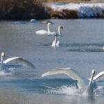 Swan_Surge_in_Xinjiang_Wetland_Breaks_Records____