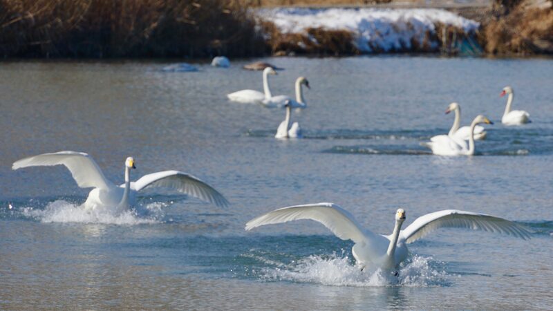 Swan_Surge_in_Xinjiang_Wetland_Breaks_Records____