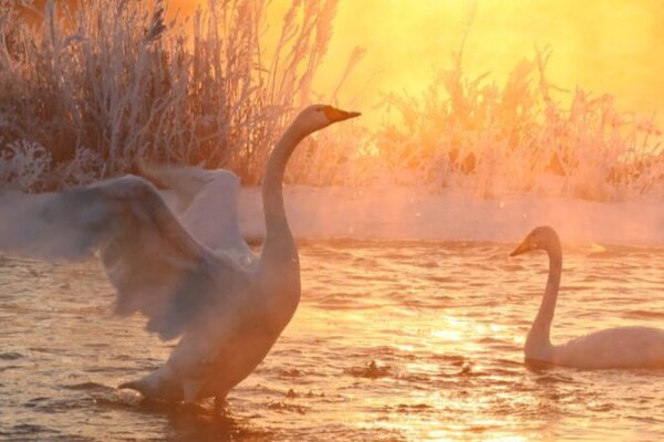 Swan ‘Ballet’ on Ice Lights Up Liaoning’s Frosty River 🌊🦢 Swan__Ballet__on_Ice_Lights_Up_Liaoning_s_Frosty_River___
