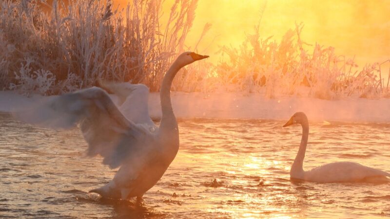 Swan__Ballet__on_Ice_Lights_Up_Liaoning_s_Frosty_River___ - 🌍NewspaperAmigo – Your Global News Buddy 🗞️ Swan__Ballet__on_Ice_Lights_Up_Liaoning_s_Frosty_River___