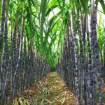 Sweet_Success__Guangxi_s_Sugarcane_Fields_Fuel_China_s_Sweet_Industry___