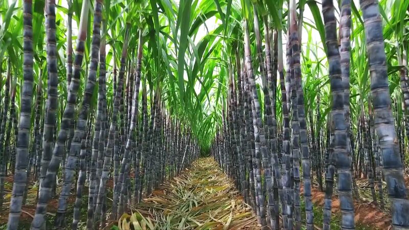 Sweet_Success__Guangxi_s_Sugarcane_Fields_Fuel_China_s_Sweet_Industry___