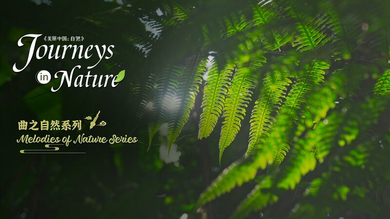 Symphony_of_the_Rainforest__Xishuangbanna_s_Melodies_of_Nature___poster - 🌍NewspaperAmigo – Your Global News Buddy 🗞️ __Symphony_of_the_Rainforest__Xishuangbanna_s_Melodies_of_Nature__ video poster