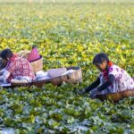 __Taizhou_Villagers_Harvest_Aquatic_Gold__Water_Caltrops_Boom_