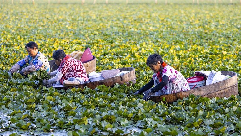 __Taizhou_Villagers_Harvest_Aquatic_Gold__Water_Caltrops_Boom_
