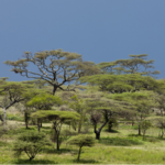 Tanzanian_Women_Turn_Waste_into_Eco_Friendly_Charcoal___