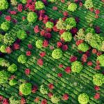 Tea_Garden_in_SW_China_Paints_a_Stunning_Color_Contrast___