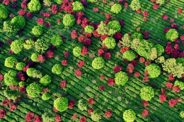 Tea Garden in SW China Paints a Stunning Color Contrast 🌿🍁 Tea_Garden_in_SW_China_Paints_a_Stunning_Color_Contrast___