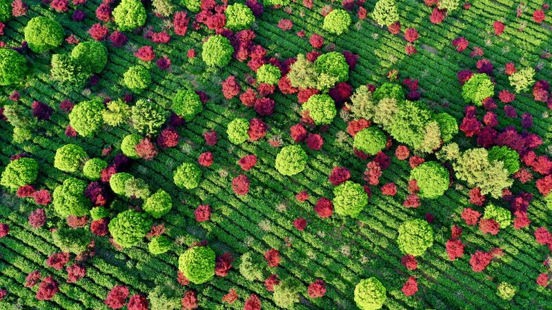 Tea_Garden_in_SW_China_Paints_a_Stunning_Color_Contrast___ - 🌍NewspaperAmigo – Your Global News Buddy 🗞️ Tea_Garden_in_SW_China_Paints_a_Stunning_Color_Contrast___