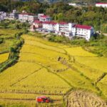__Tech_Fuels_China_s_Farm_Revolution___