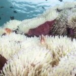 __Thai_Seas_Overheat__Coral_Crisis___Fishermen_s_Struggle__