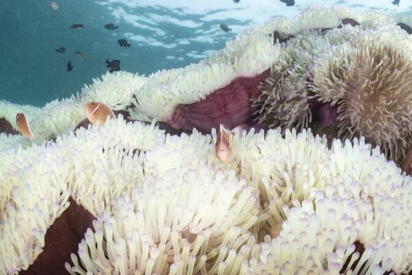 🌊 Thai Seas Overheat: Coral Crisis & Fishermen’s Struggle 🐠 __Thai_Seas_Overheat__Coral_Crisis___Fishermen_s_Struggle__