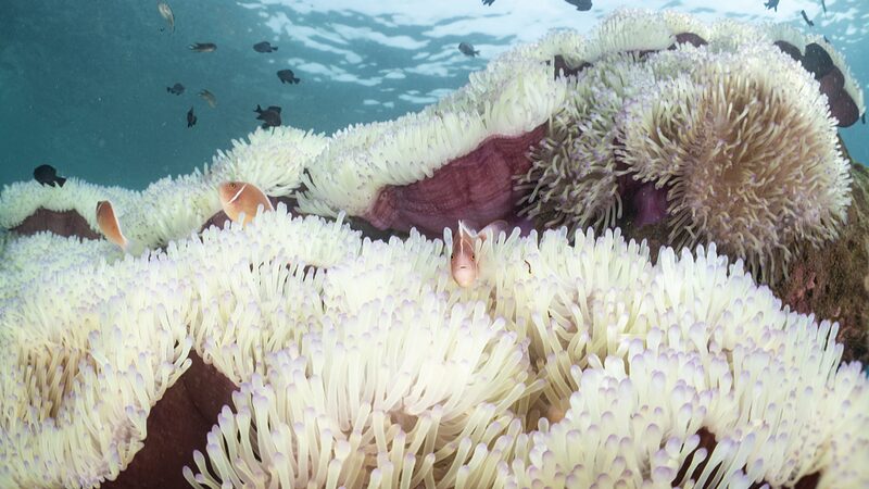 __Thai_Seas_Overheat__Coral_Crisis___Fishermen_s_Struggle__