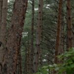 __The_Changbai_Pine__Nature_s_Guardian_of_China_s_Mountain_Ecosystem__ video poster