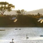 Thousands_of_Swans_Flock_to_Rongcheng_for_a_Cozy_Winter____