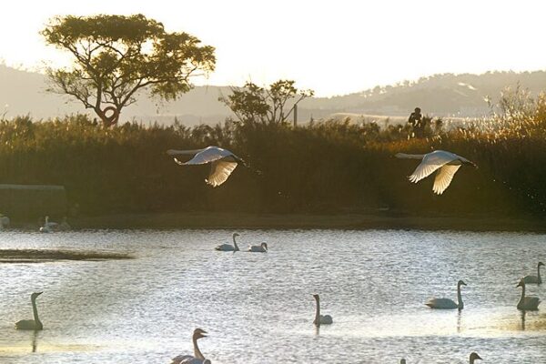 Thousands of Swans Flock to Rongcheng for a Cozy Winter 🦢❄️ Thousands_of_Swans_Flock_to_Rongcheng_for_a_Cozy_Winter____