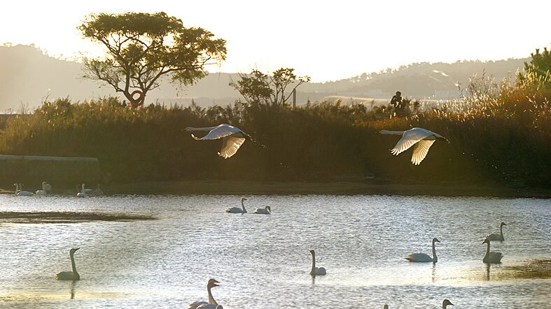 Thousands_of_Swans_Flock_to_Rongcheng_for_a_Cozy_Winter____ - 🌍NewspaperAmigo – Your Global News Buddy 🗞️ Thousands_of_Swans_Flock_to_Rongcheng_for_a_Cozy_Winter____