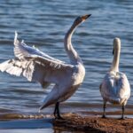 Thousands_of_Whooper_Swans_Create_Stunning_Swan_Lake_in_Shanxi video poster
