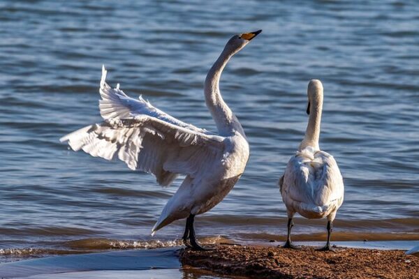 Thousands_of_Whooper_Swans_Create_Stunning_Swan_Lake_in_Shanxi video poster