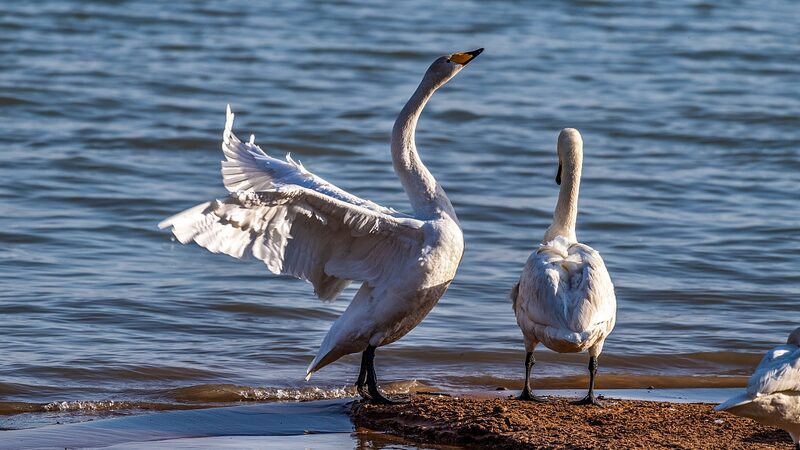 Thousands_of_Whooper_Swans_Create_Stunning_Swan_Lake_in_Shanxi_poster - 🌍NewspaperAmigo – Your Global News Buddy 🗞️ Thousands_of_Whooper_Swans_Create_Stunning_Swan_Lake_in_Shanxi video poster