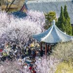 Tianjin_Blossoms_with_Peach_Flower_Festival_____Spring_Vibes___Cultural_Fun_