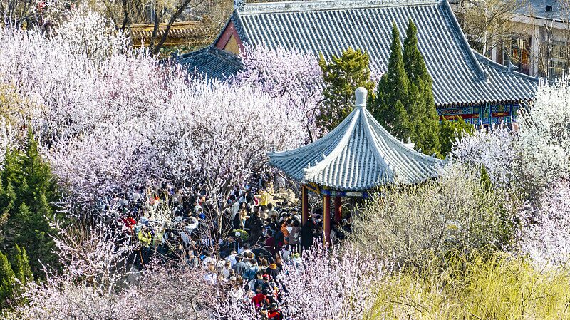 Tianjin_Blossoms_with_Peach_Flower_Festival_____Spring_Vibes___Cultural_Fun_