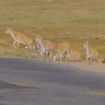 __Tibetan_Antelopes_Brave_Highways_in_Hoh_Xil_Migration_Drama_