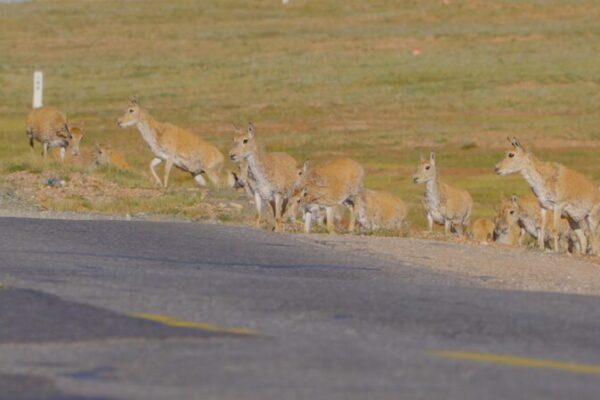 🐐 Tibetan Antelopes Brave Highways in Hoh Xil Migration Drama! __Tibetan_Antelopes_Brave_Highways_in_Hoh_Xil_Migration_Drama_