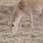 Tibetan_Antelopes__Epic_Migration__A_Triumph_of_Conservation___ video poster