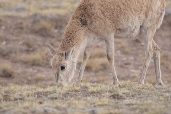 Tibetan Antelopes’ Epic Migration: A Triumph of Conservation 🌍🦌 Tibetan_Antelopes__Epic_Migration__A_Triumph_of_Conservation___ video poster