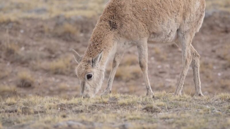 Tibetan_Antelopes__Epic_Migration__A_Triumph_of_Conservation____poster - 🌍NewspaperAmigo – Your Global News Buddy 🗞️ Tibetan_Antelopes__Epic_Migration__A_Triumph_of_Conservation___ video poster