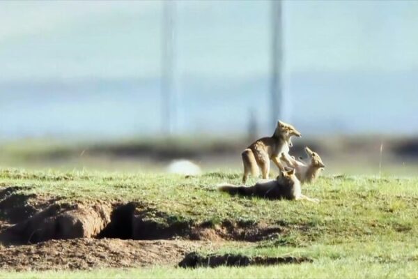 Tibetan Fox Cubs Steal the Spotlight While Mom’s Away 🦊✨ Tibetan_Fox_Cubs_Steal_the_Spotlight_While_Mom_s_Away___ video poster
