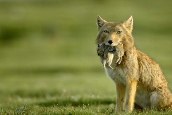 Tibetan Fox vs. Pika: Qinghai’s Wild Drama 🦊🐾 Tibetan_Fox_vs__Pika__Qinghai_s_Wild_Drama___ video poster
