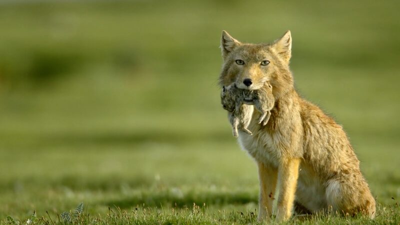Tibetan_Fox_vs__Pika__Qinghai_s_Wild_Drama____poster - 🌍NewspaperAmigo – Your Global News Buddy 🗞️ Tibetan_Fox_vs__Pika__Qinghai_s_Wild_Drama___ video poster