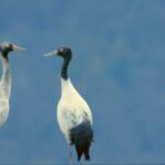 Tibetan_Wetlands_Host_Rare_Black_Necked_Cranes_for_Winter_____ video poster