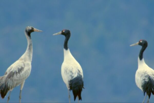 Tibetan Wetlands Host Rare Black-Necked Cranes for Winter 🏔️❄️ Tibetan_Wetlands_Host_Rare_Black_Necked_Cranes_for_Winter_____ video poster