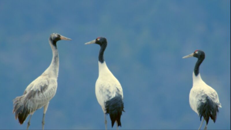 Tibetan_Wetlands_Host_Rare_Black_Necked_Cranes_for_Winter______poster - 🌍NewspaperAmigo – Your Global News Buddy 🗞️ Tibetan_Wetlands_Host_Rare_Black_Necked_Cranes_for_Winter_____ video poster