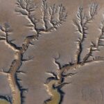 _Tidal_Trees__Dance_in_Jiangsu_s_Tiaozini_Wetland___