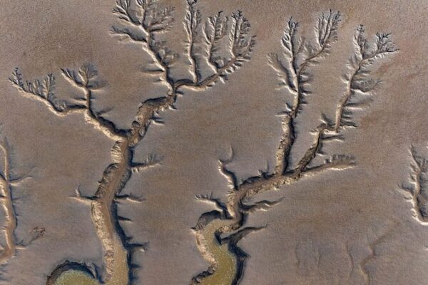 ‘Tidal Trees’ Dance in Jiangsu’s Tiaozini Wetland 🌊🌳 _Tidal_Trees__Dance_in_Jiangsu_s_Tiaozini_Wetland___