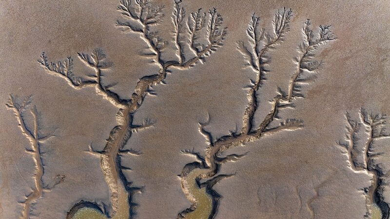 _Tidal_Trees__Dance_in_Jiangsu_s_Tiaozini_Wetland___
