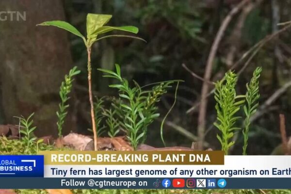 Tiny_Fern_Breaks_Records_with_the_Largest_Genome_on_Earth___ video poster