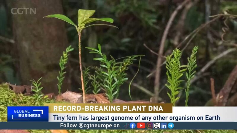 Tiny_Fern_Breaks_Records_with_the_Largest_Genome_on_Earth___ video poster