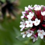 __Toxic_Plant__Timeless_Tradition__The_1_000_Year_Old_Paper_of_Tibet video poster